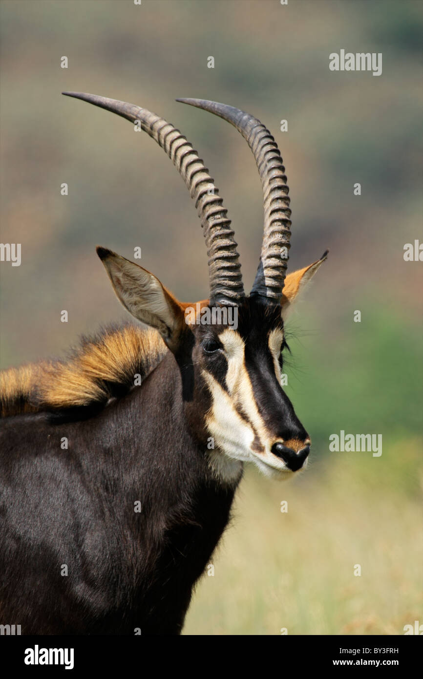 Ritratto di un raro Sable Antelope (Hippotragus niger), Sud Africa Foto Stock
