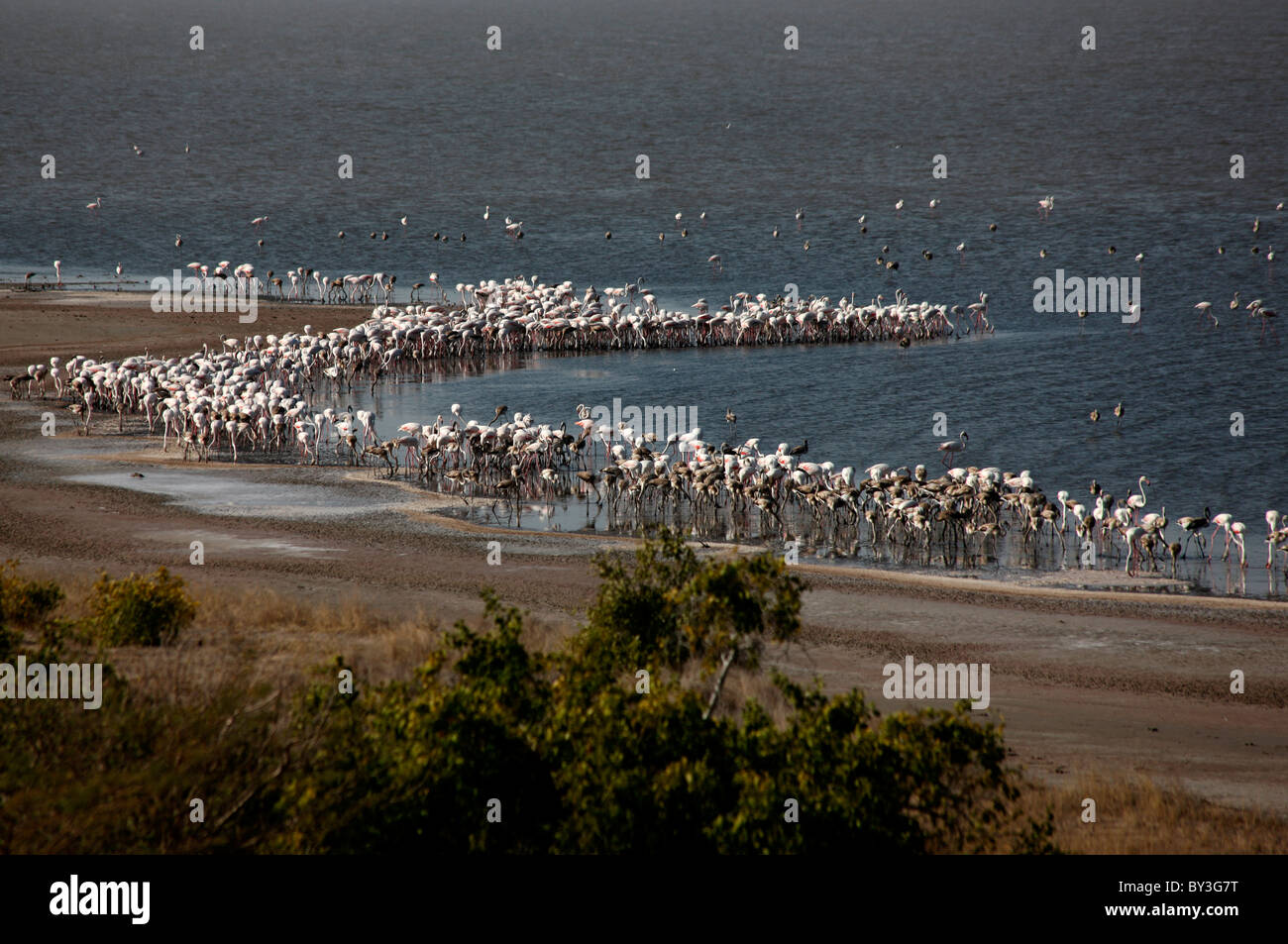 Un grande gregge di uccelli migratori flamingo in Rann di Kutch, Gujarat, India Foto Stock