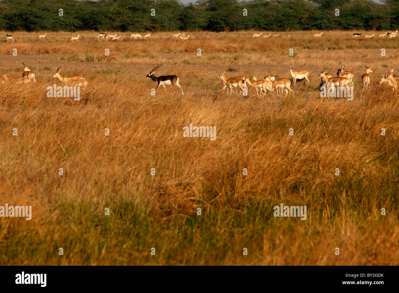 Blackbuck National Park, Velavadar,Gujarat, India Foto Stock