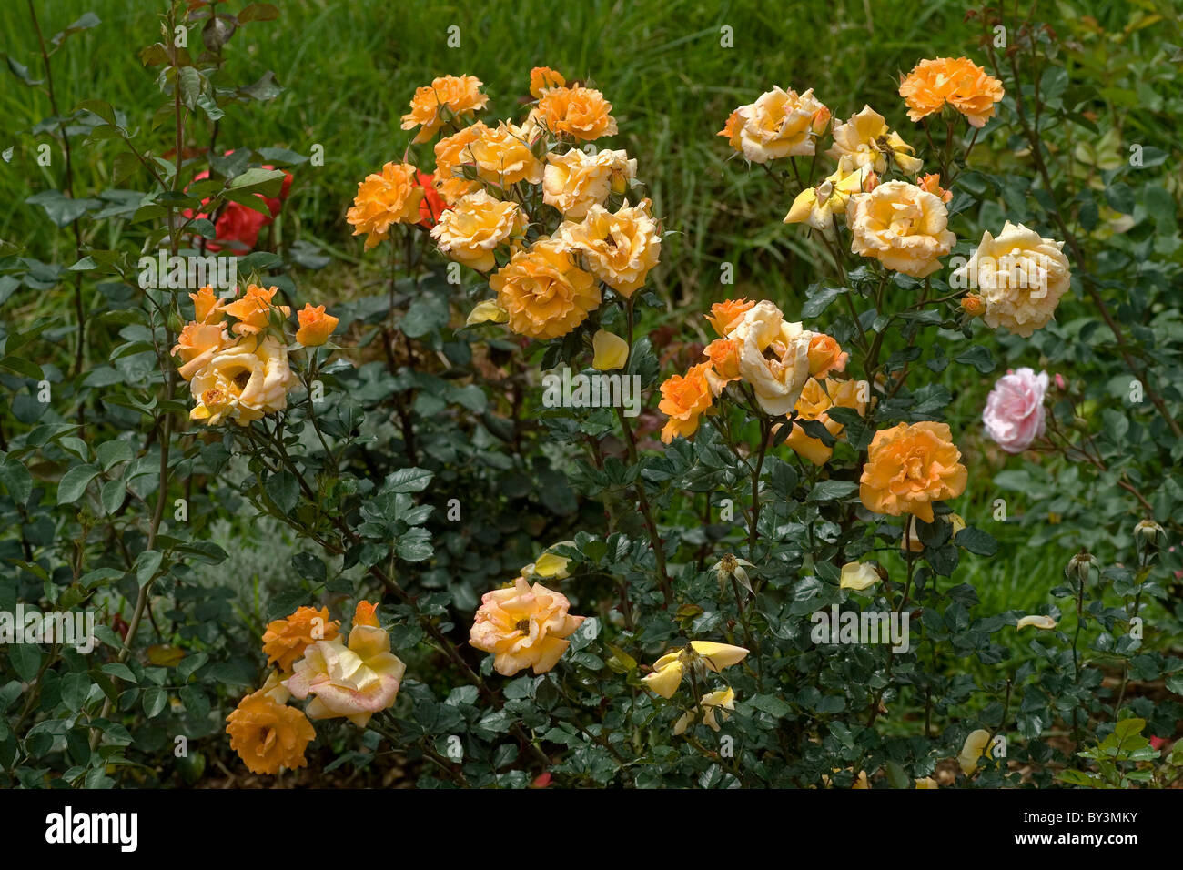 Centenario del giardino delle rose IN OOTY TAMILNADU Foto Stock