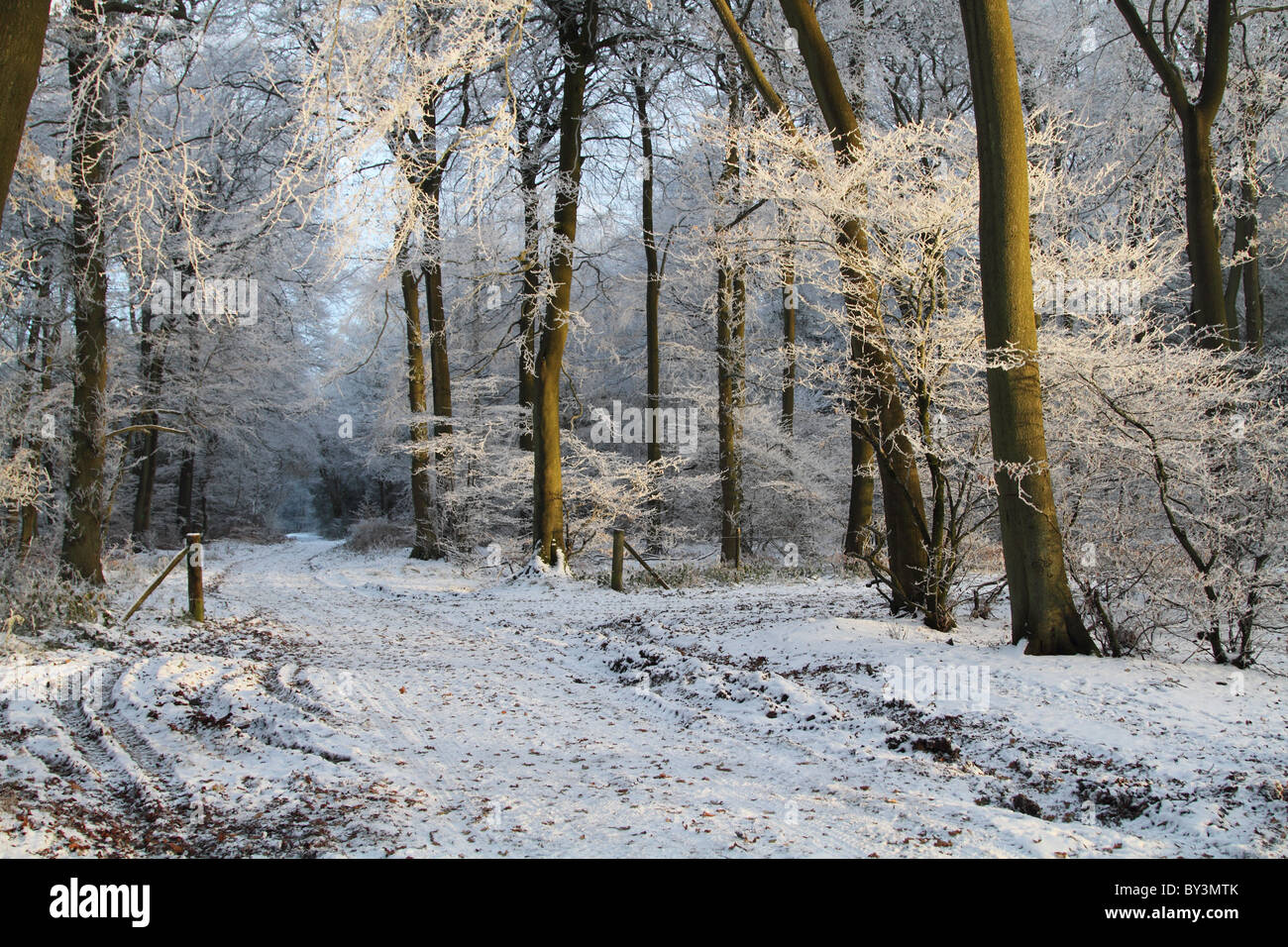 Winter Wonderland frosty bosco magico percorso trasformata per forte gradiente frost Buckinghamshire Chilterns Foto Stock