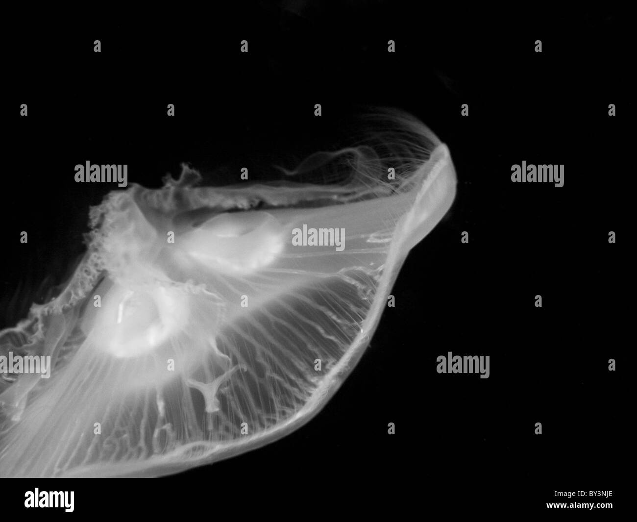 Aurelia aurita (moon jelly, luna medusa, comune meduse, saucer jelly) Foto Stock