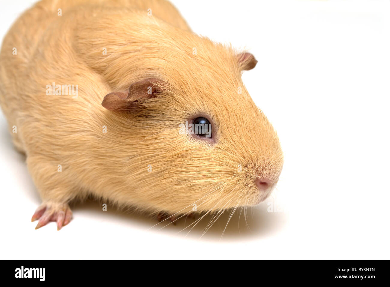 La cavia su sfondo bianco Foto Stock