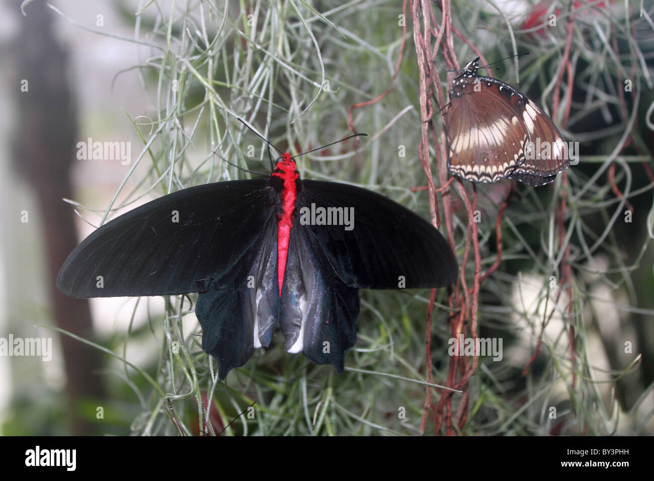 Big Billy (Atrophaneura semperi). Farfalle in The Glasshouse 2011, giardino RHS Wisley, Woking, Surrey, England, Regno Unito Foto Stock