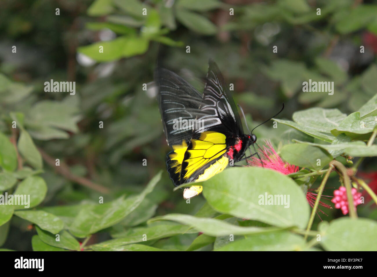 Golden Birdwing (Troides rhadamantus). Farfalle in The Glasshouse 2011, giardino RHS Wisley, Woking, Surrey, England, Regno Unito Foto Stock