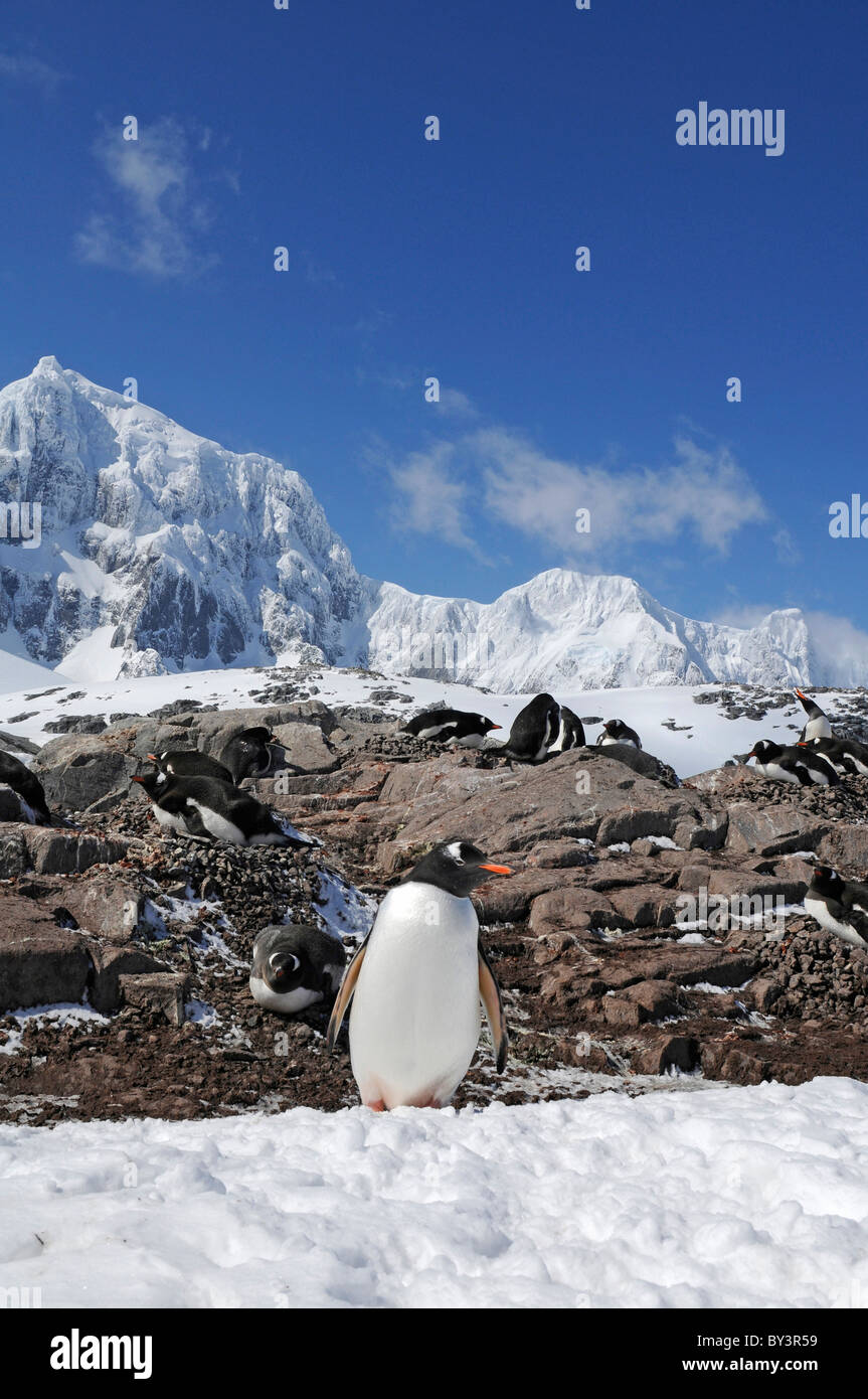 Pinguini papua Pygoscelis papua al punto Jougla sull Isola Goudier, Penisola Antartica, Antartide Foto Stock