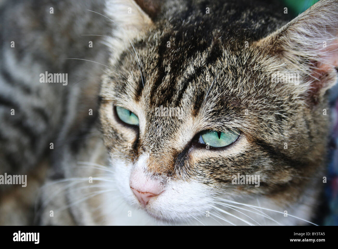 Chiuda il gatto Foto Stock