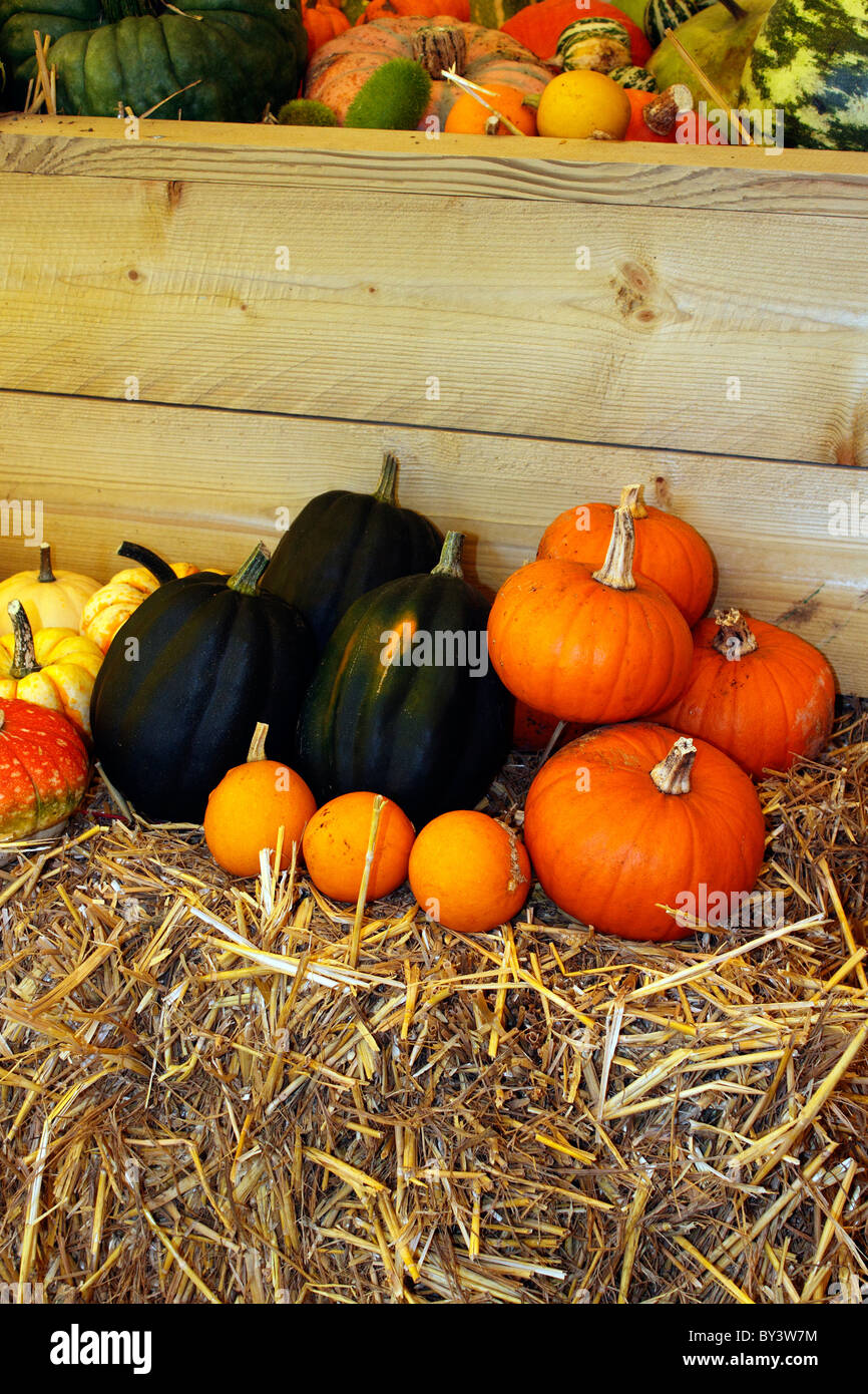 Un display a colori di autunno zucche vegetali. Foto Stock