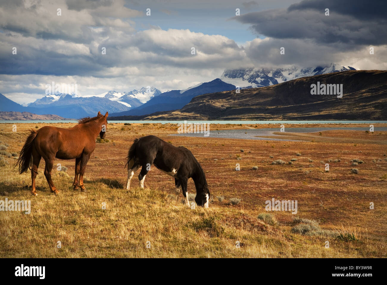 Cavalli a Estancia Cristina Foto Stock