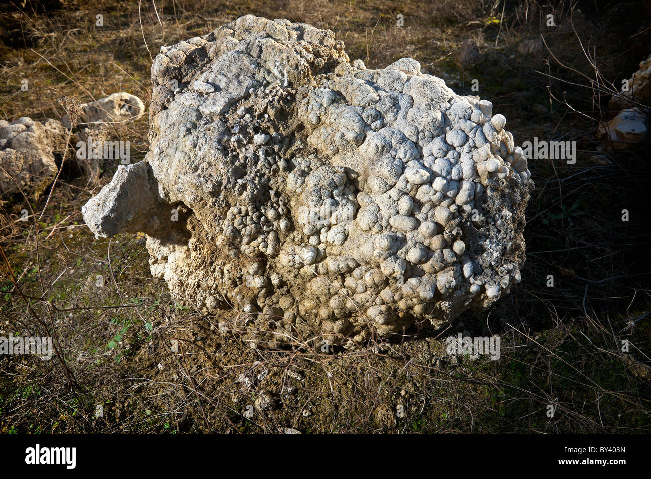 Stromatolites fossili (Francia). Foto Stock