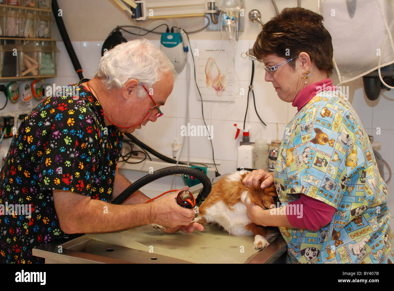Vet's preparare un cane per la chirurgia la rasatura la sua gamba per inserire un infuso Foto Stock