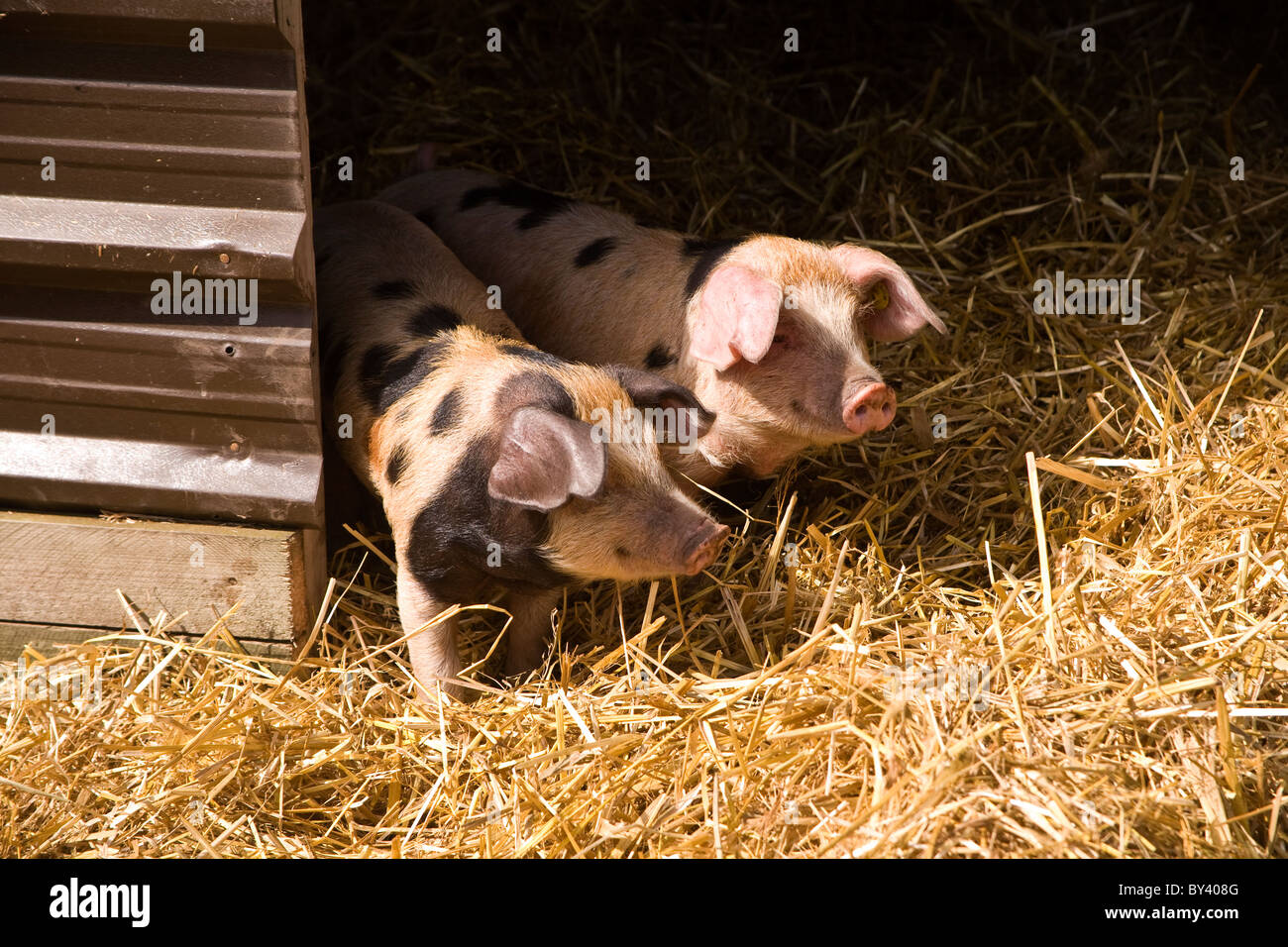 Avvistati i suini e i suinetti Foto Stock