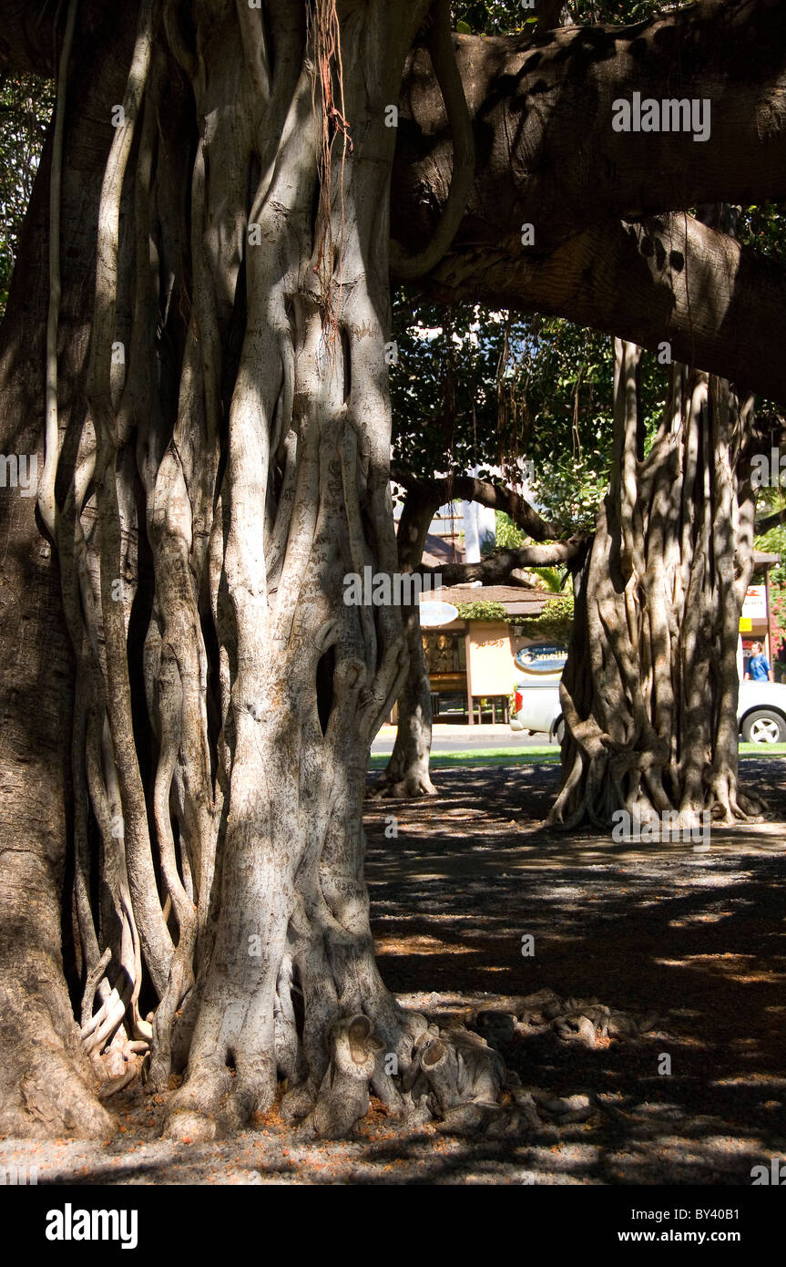 Chiusura del tronco del Banyan Tree Nella Courthouse Square, Lahaina, Hawaii Foto Stock