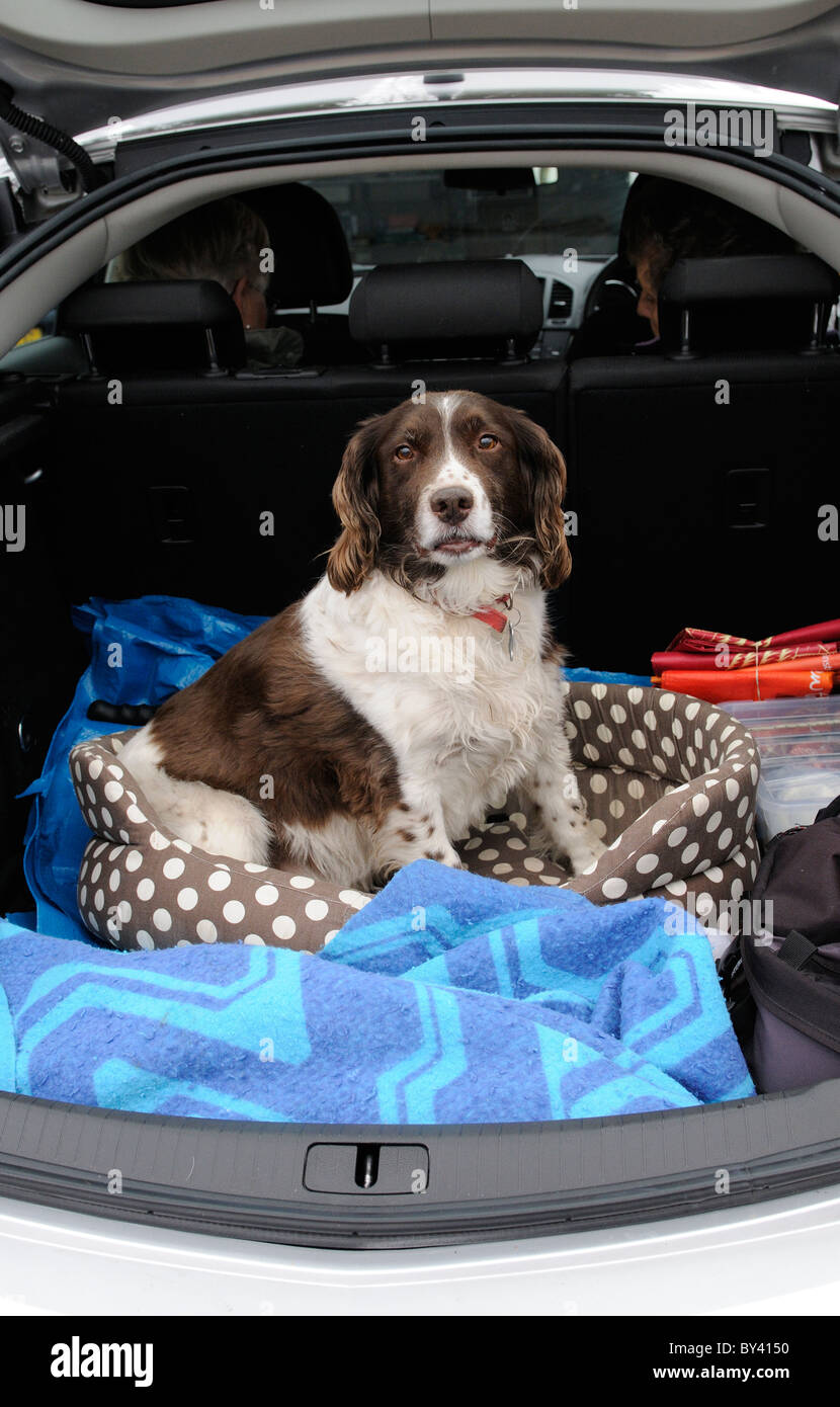 Springer Spaniel dog sitter nel suo letto nel bagagliaio di una berlina Foto Stock