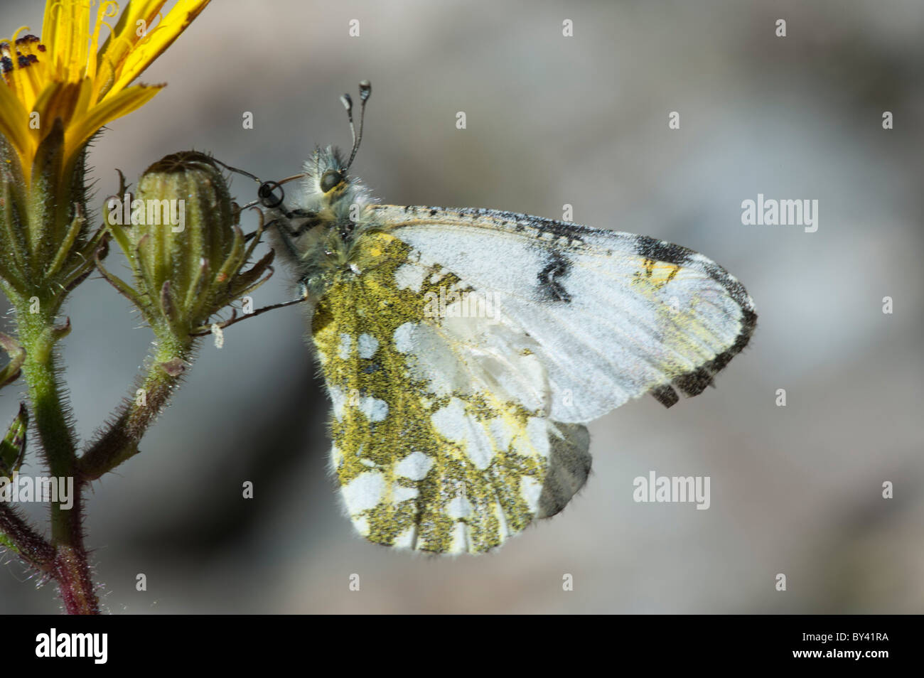 Mountain pezzato bianco butterfly (Euchloe simplonia) Foto Stock