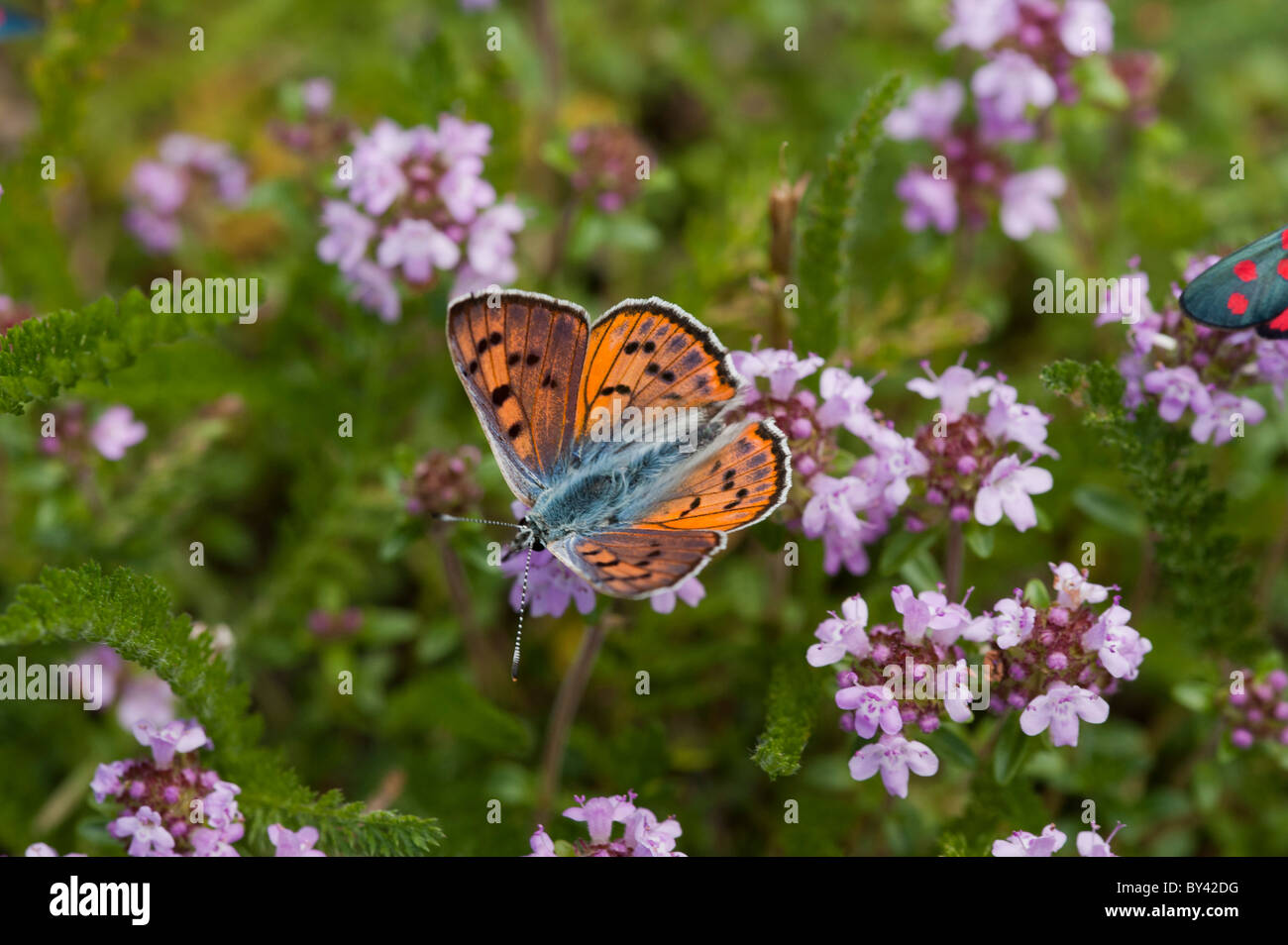 Viola-shot di rame (farfalla Lycaena alciphron) Foto Stock