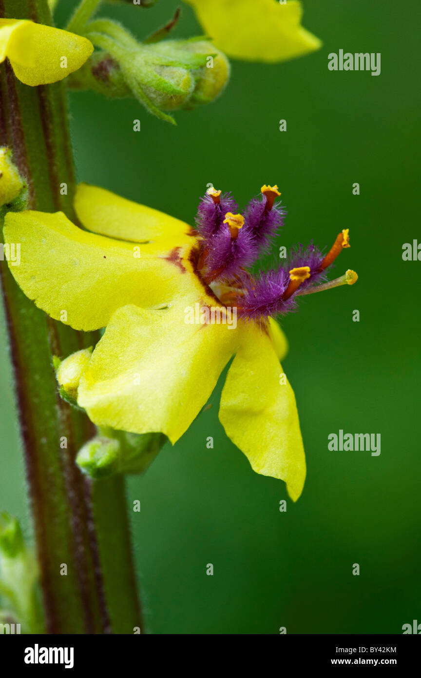 Mullein scuro (Molène nigrum), fiore dettaglio Foto Stock