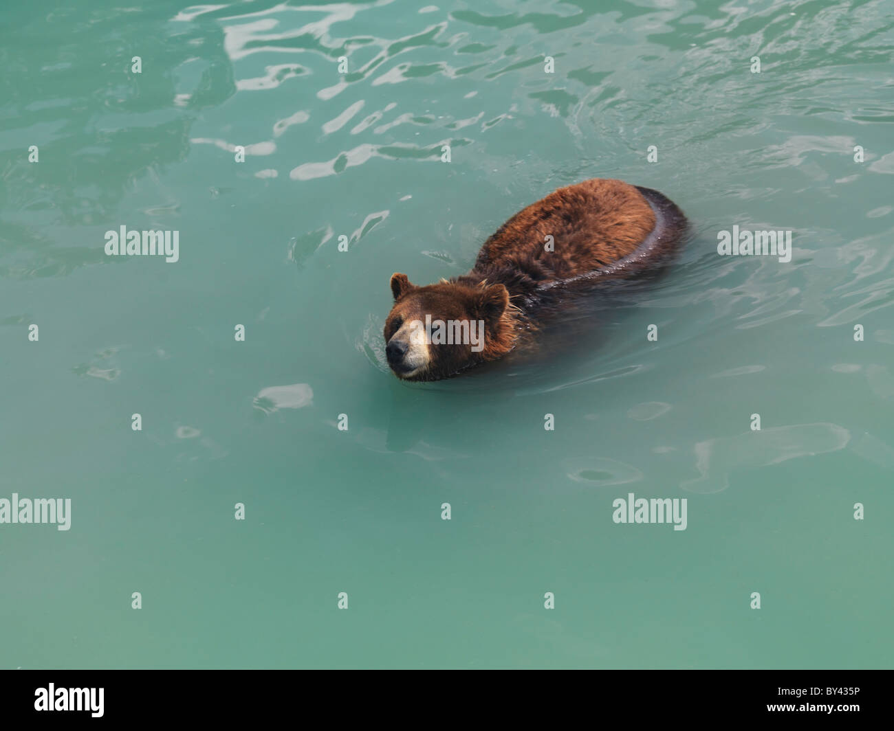American Black Bear nuotare in un stagno Foto Stock