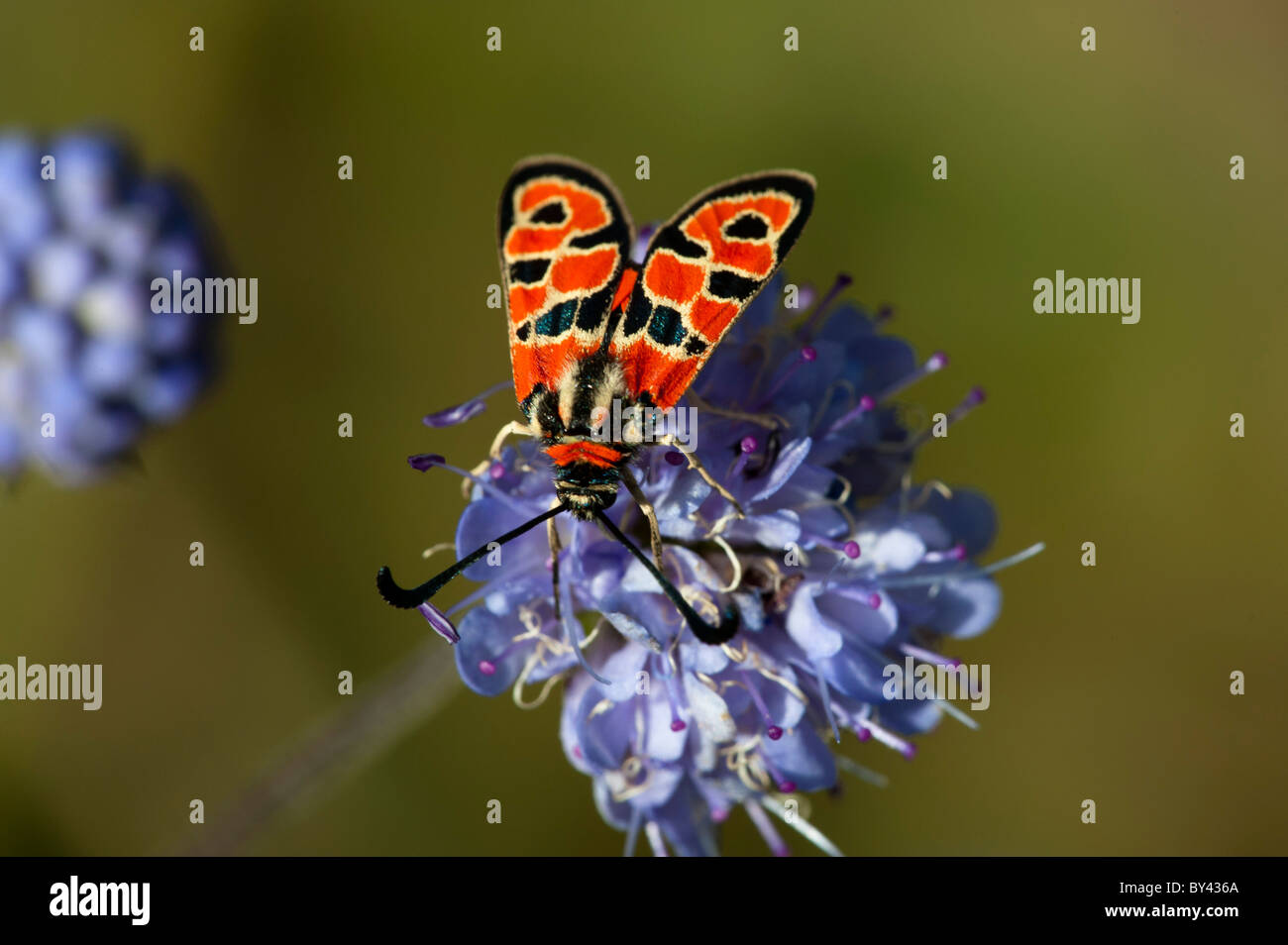 Zygaena fausta Foto Stock