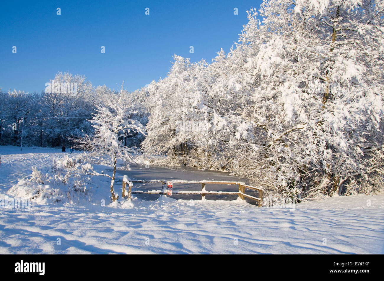 Vista del paesaggio di un villaggio Congelato stagno circondato dalle cime di alberi, nelle zone rurali del Galles, Regno Unito, Gran Bretagna Foto Stock