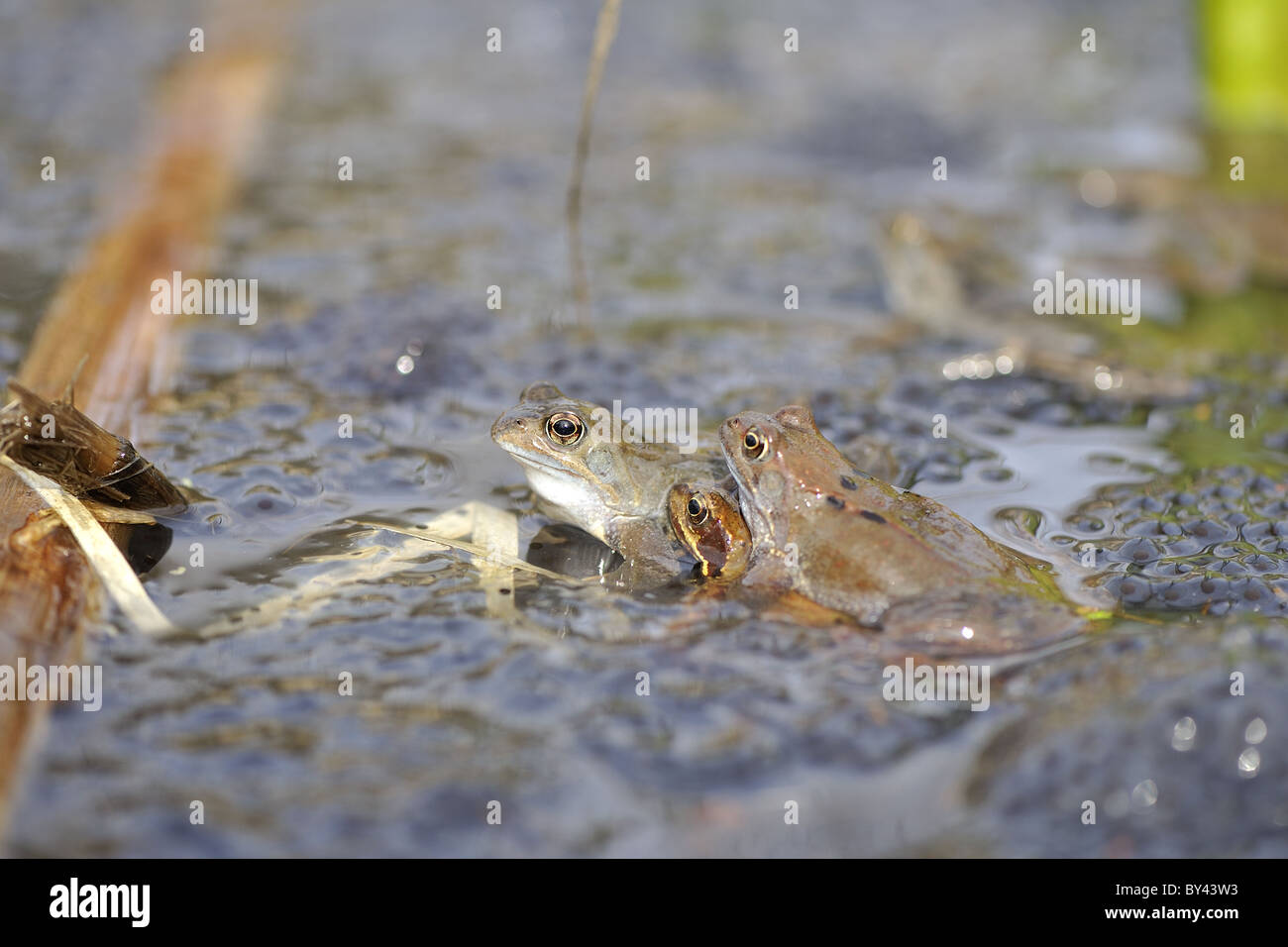 Rana comune (Rana temporaria) coppia coniugata alla superficie dell'acqua tra i grappoli di uova Foto Stock