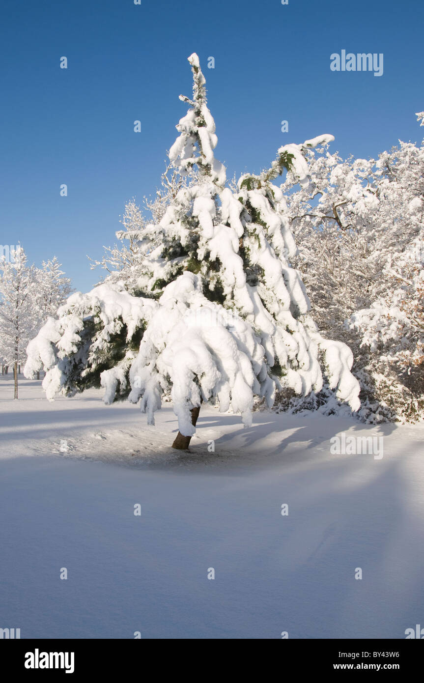 Visualizzazione verticale di un carico di neve abete con ombre lunghe Foto Stock