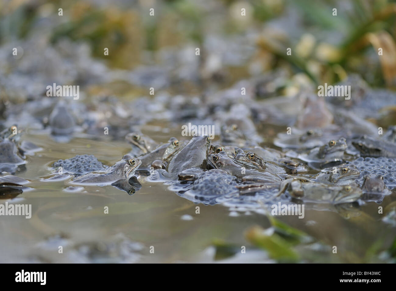 Rana comune (Rana temporaria) riunione in stagno per accoppiamento Foto Stock