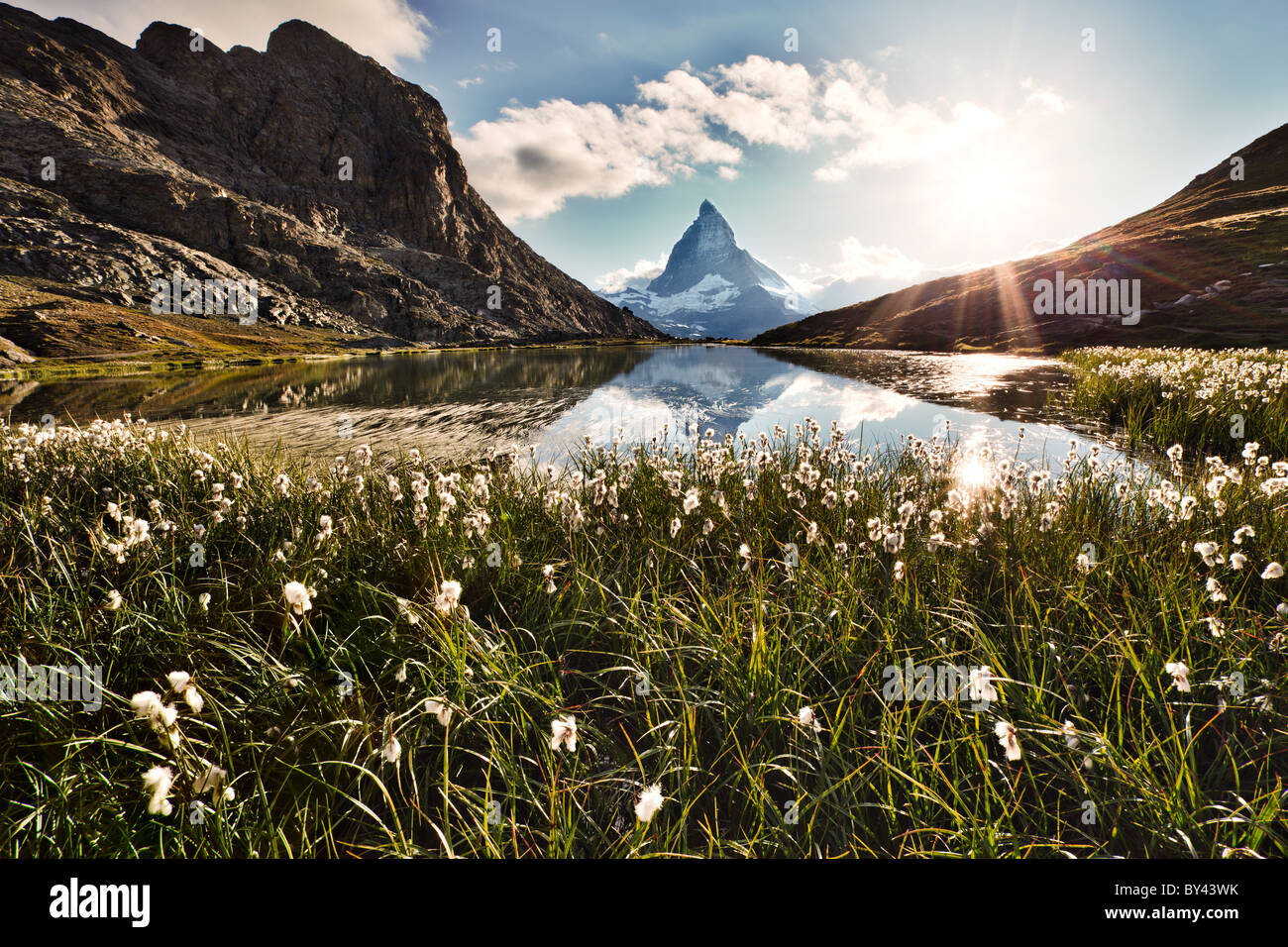 Il paesaggio alpino con retro-illuminato fiori bianchi e Cervino si riflette nel lago Riffelsee Foto Stock