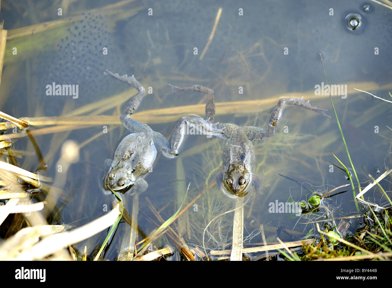 Rana comune (Rana temporaria) maschi femmine in attesa in corrispondenza della superficie dell'acqua Foto Stock