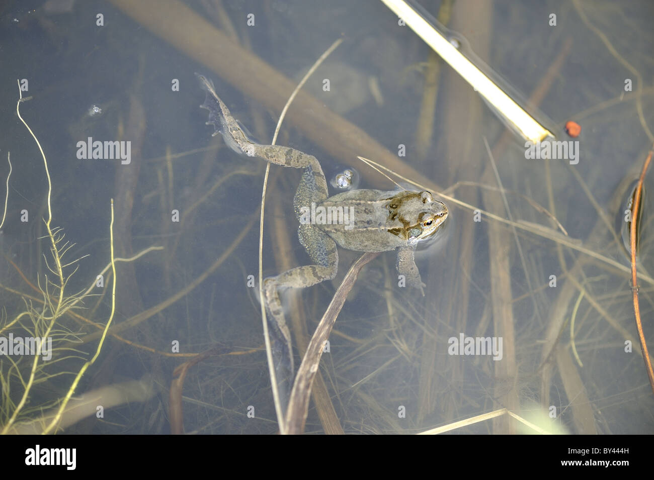 Rana comune (Rana temporaria) maschio femmina in attesa in corrispondenza della superficie dell'acqua Foto Stock