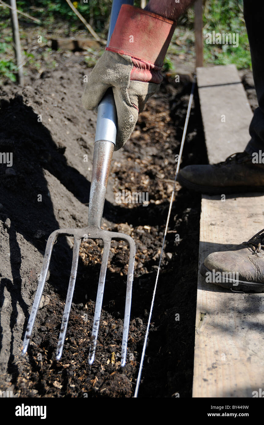 Giardiniere fork trench, in piedi su schede e scavando in compost pronto per l'impianto di tuberi seme di patate, Reading, Berkshire, Regno Unito Foto Stock