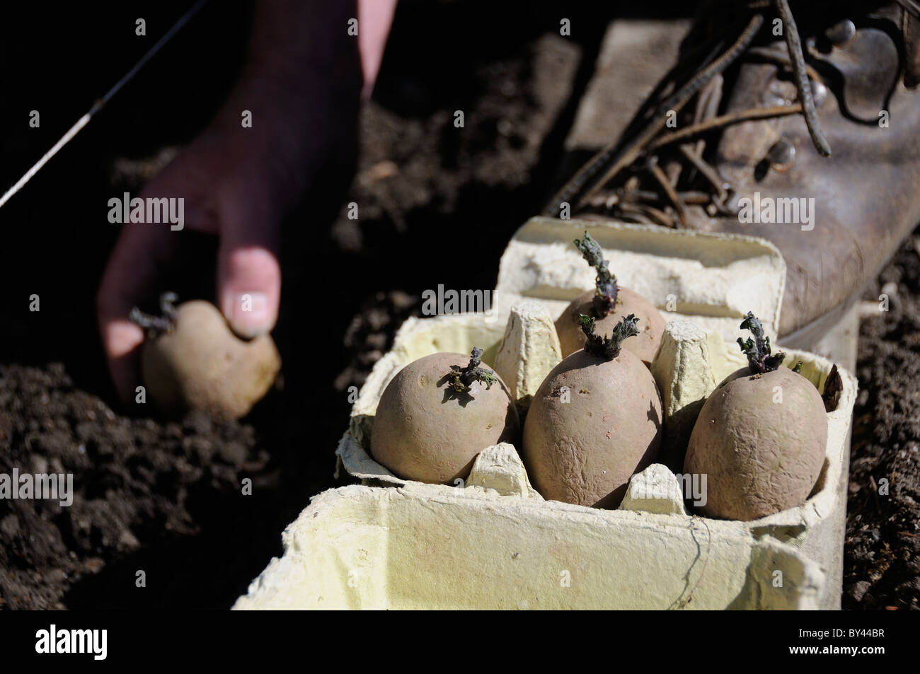 La piantagione chitted tuberi seme di patate a mano dalla scatola per uova in primavera il suolo Reading, Berkshire, Regno Unito Foto Stock