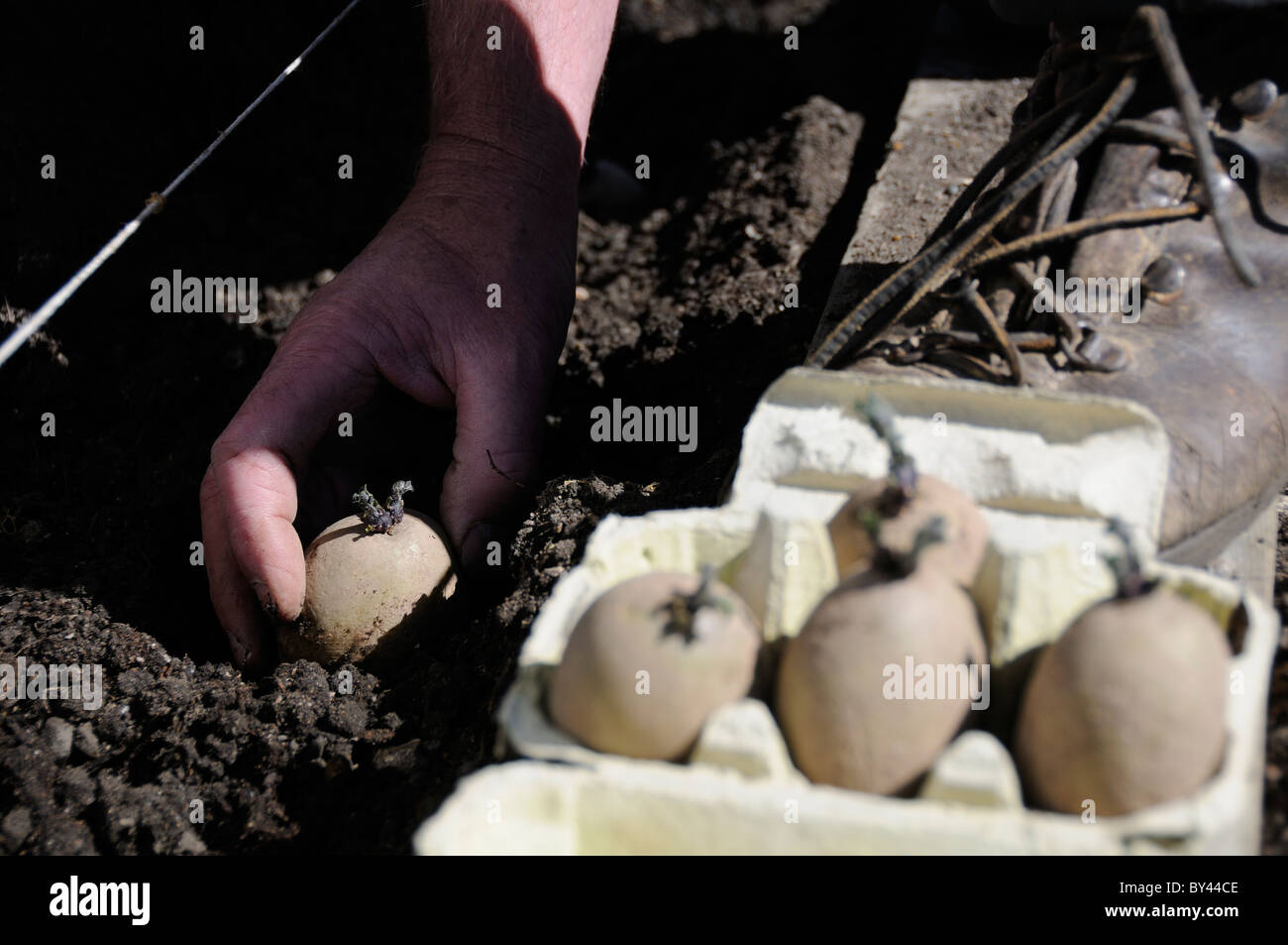 La piantagione chitted tuberi seme di patate a mano dalla scatola per uova in primavera il suolo Reading, Berkshire, Regno Unito Foto Stock