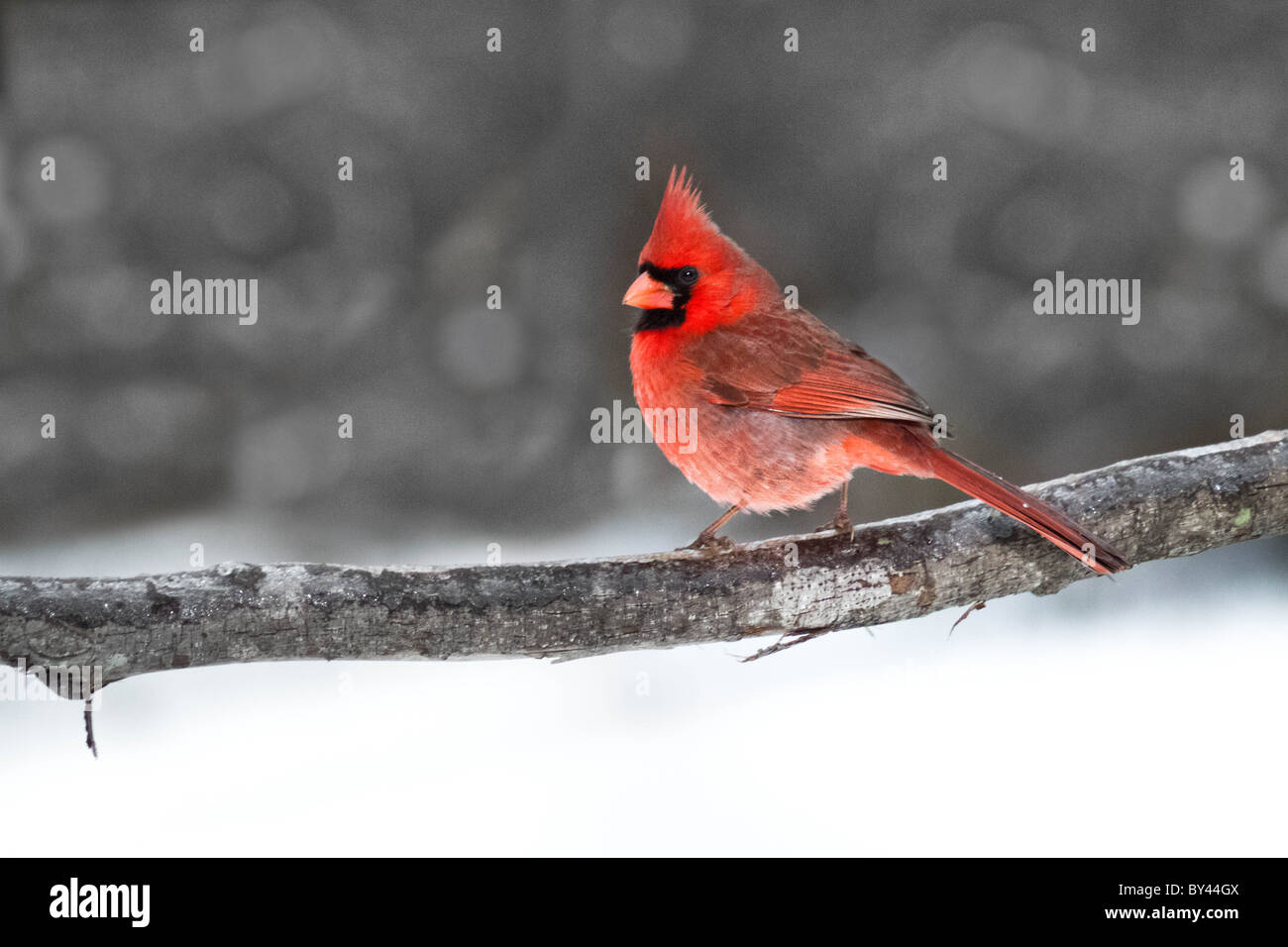 Maschio di cardinali sono rosso brillante in tutto, con un colore rossastro bill e faccia nera immediatamente attorno al disegno di legge. Foto Stock