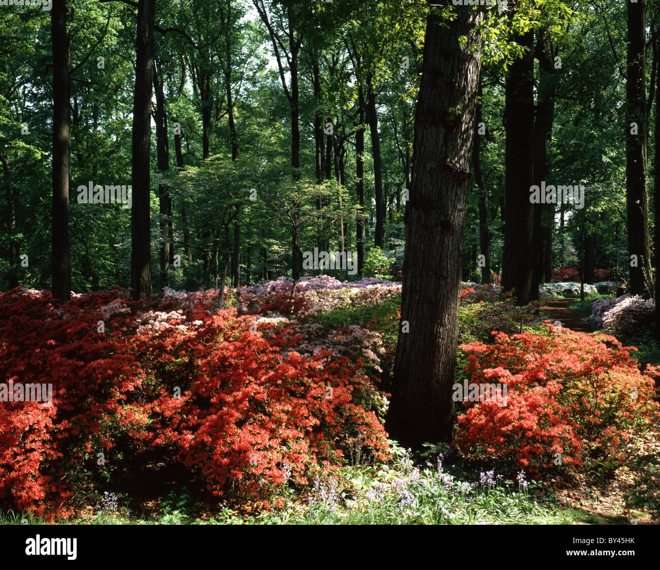 Azalea boschi a Winterthur Museum, DE Foto Stock