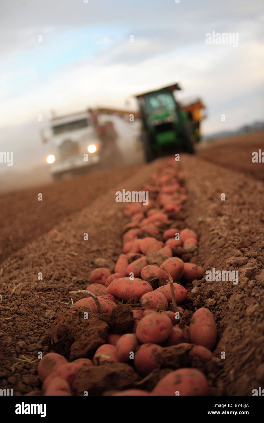 Il trattore e combinare la raccolta di patate rosse e la loro collocazione in un camion per il trasporto. Foto Stock