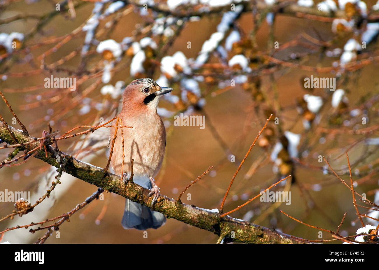 Eurasian jay(Garrulus glandarius hibernicus) gara irlandese di jay in un larice durante l inverno in cooley montagne,l'Irlanda Foto Stock