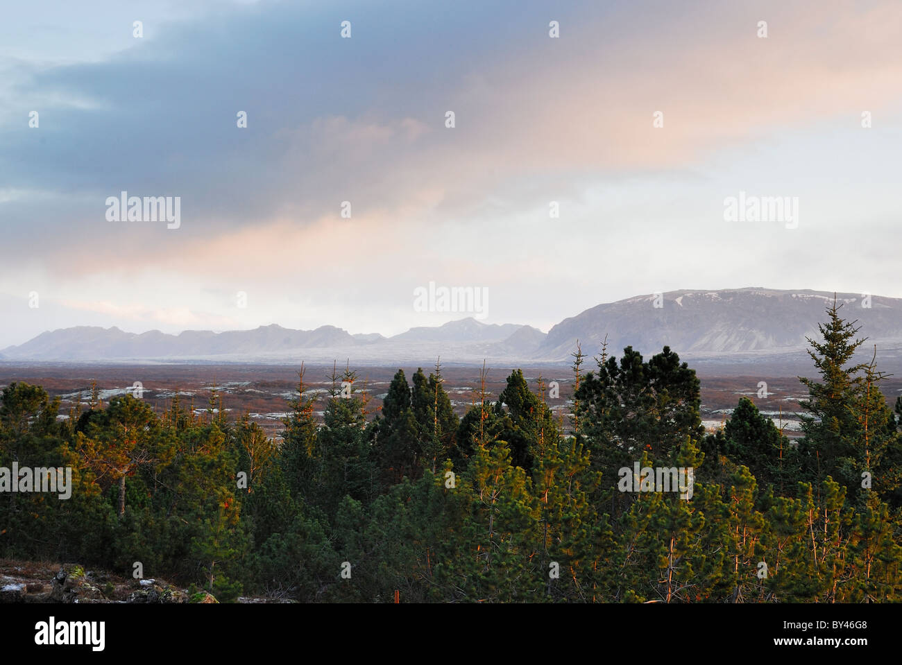 Alberi e paesaggio di montagna in Pingvellir national park, Islanda Foto Stock