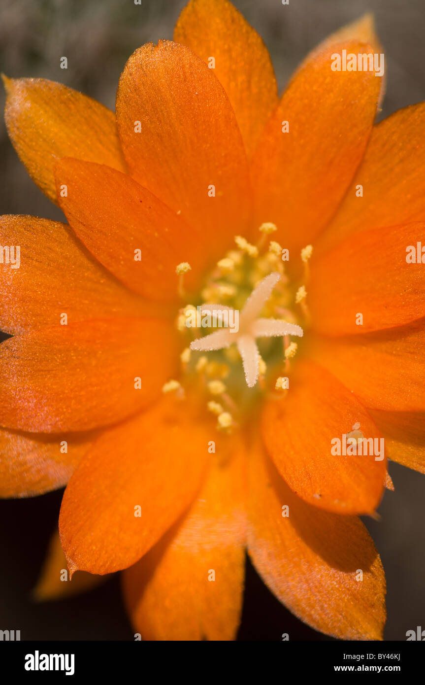 Catus (Rebutia fiebrigii) fiore Foto Stock