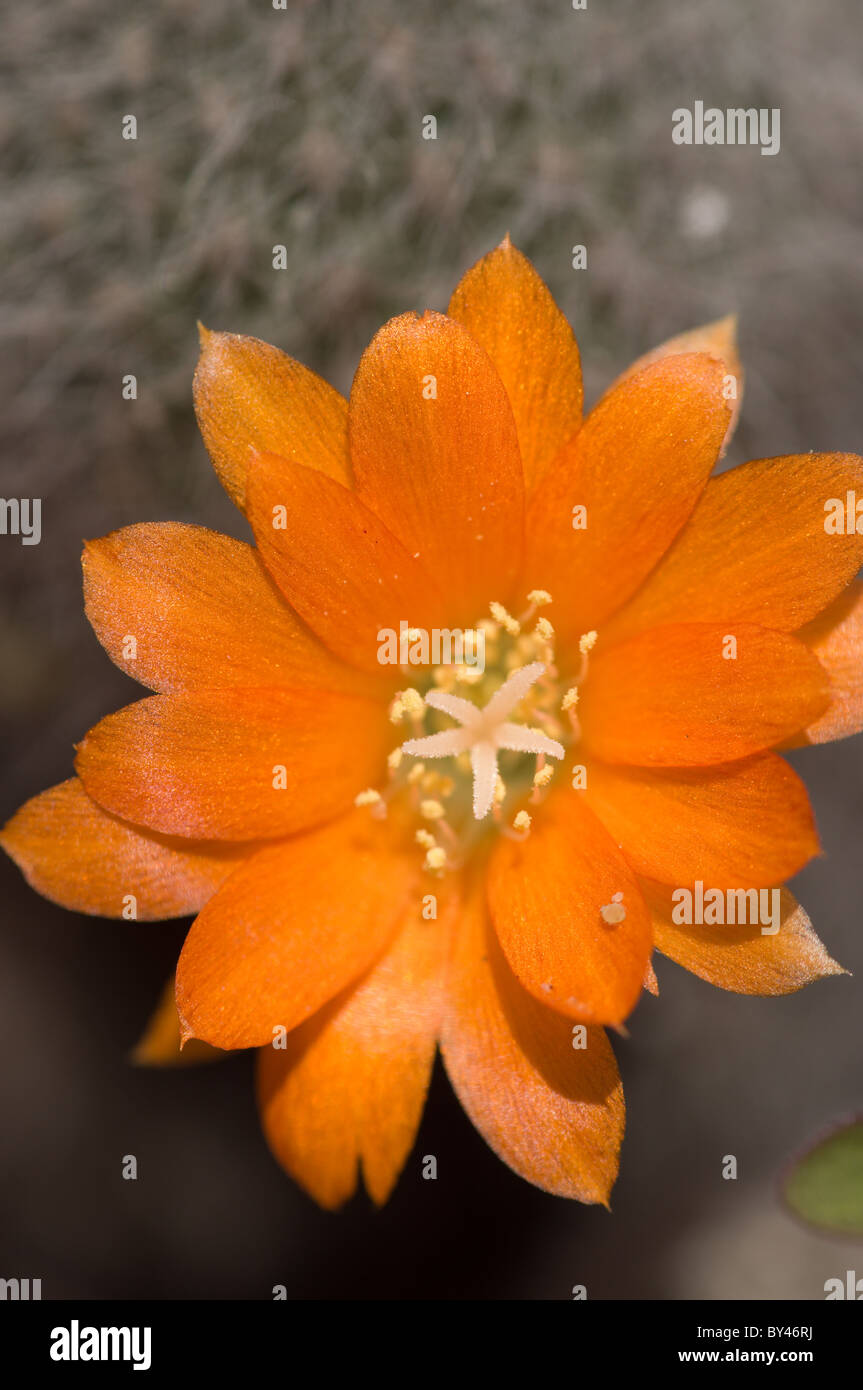 Catus (Rebutia fiebrigii) fiore Foto Stock