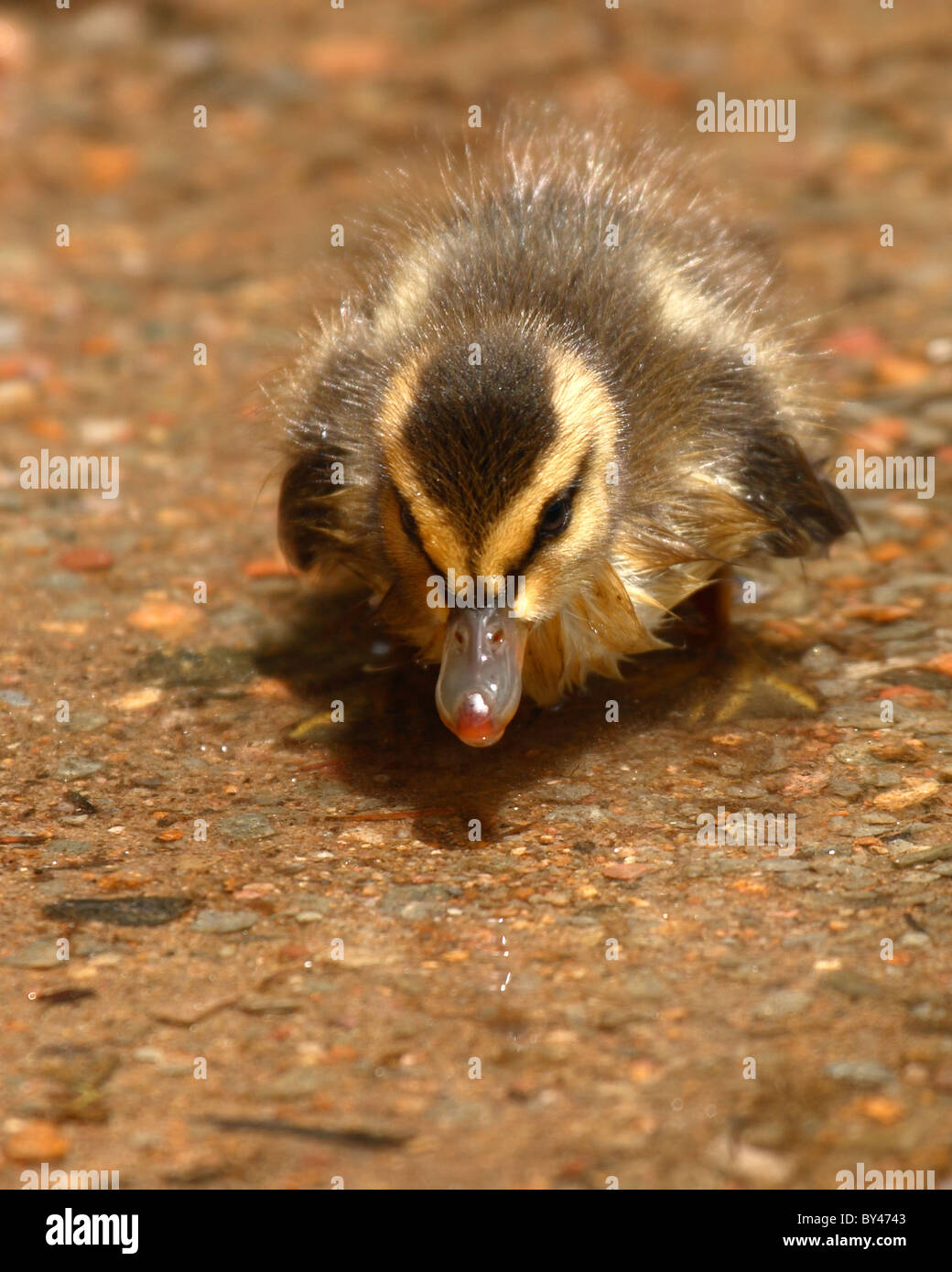 Un germano reale anatroccolo tutti curvò verso l'alto. Foto Stock