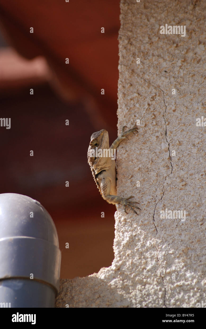 Gecko sulla parete Foto Stock