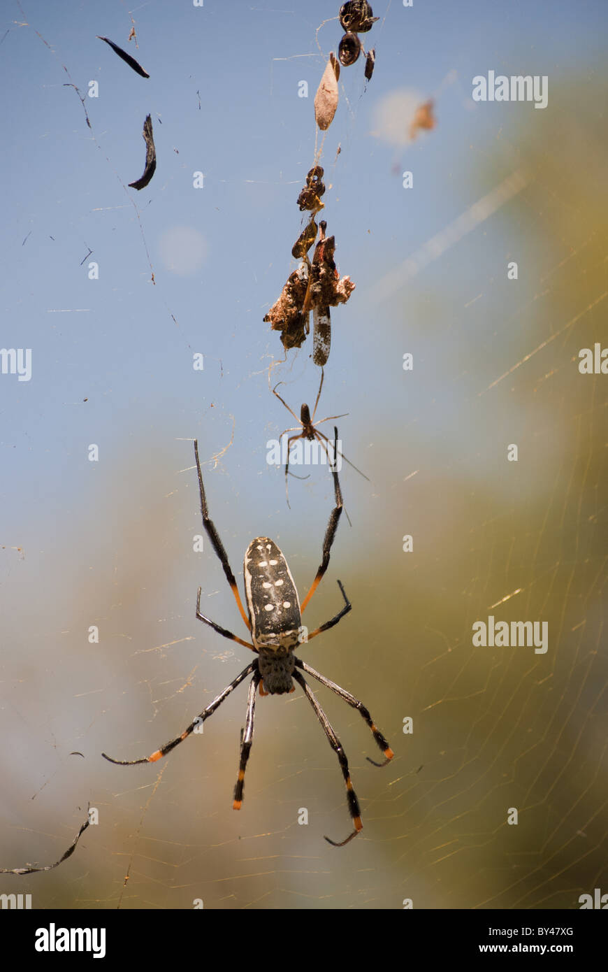 Golden Orb Spider e baby Foto Stock
