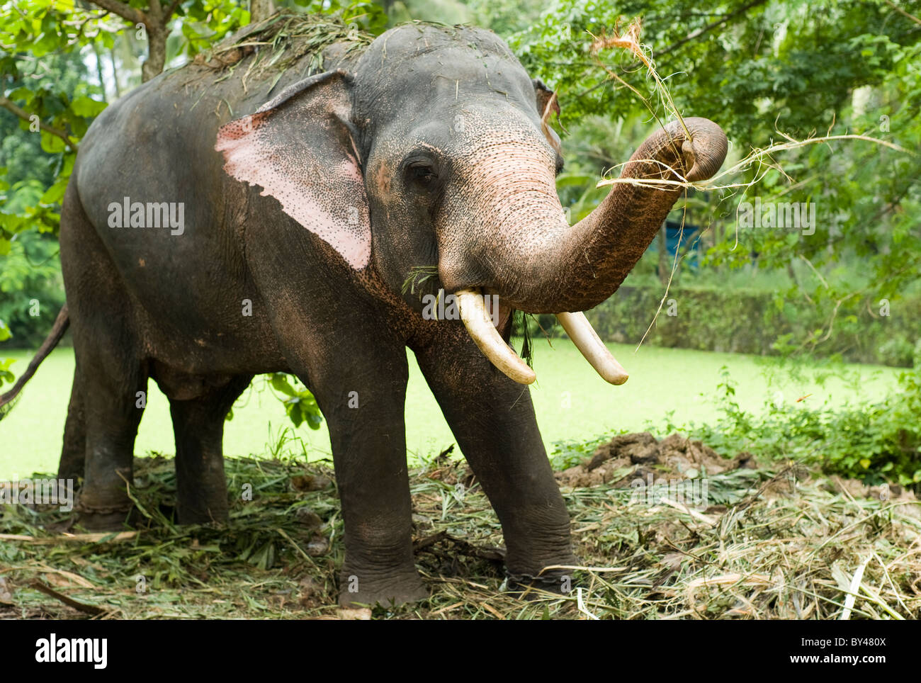 L'elefante indiano alimentando in elefante santuario, Guruvayar, Kerala, India Foto Stock
