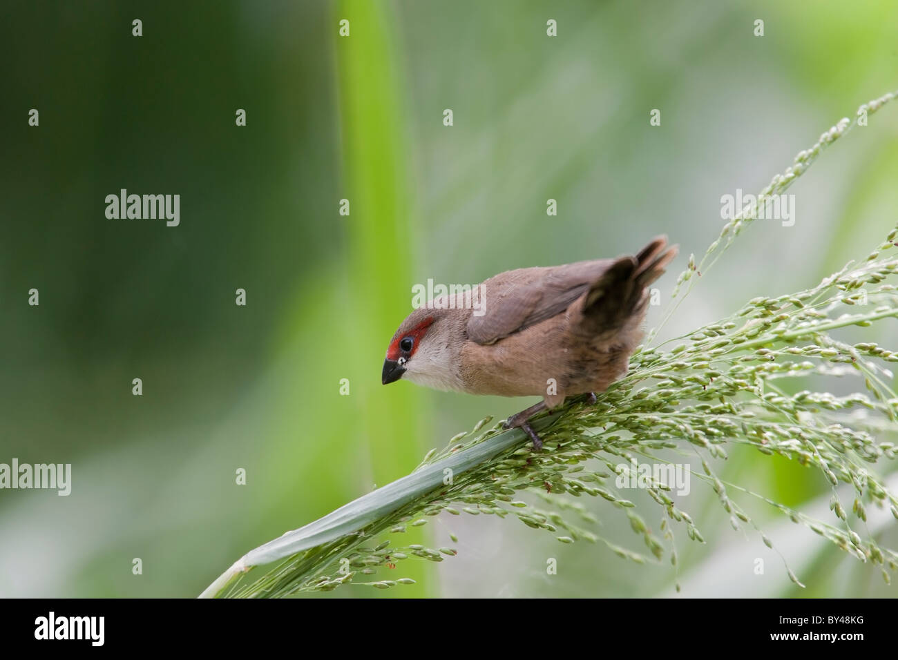 Comune (Waxbill Estrilda astrild) immaturo rovistando nell'erba. Foto Stock