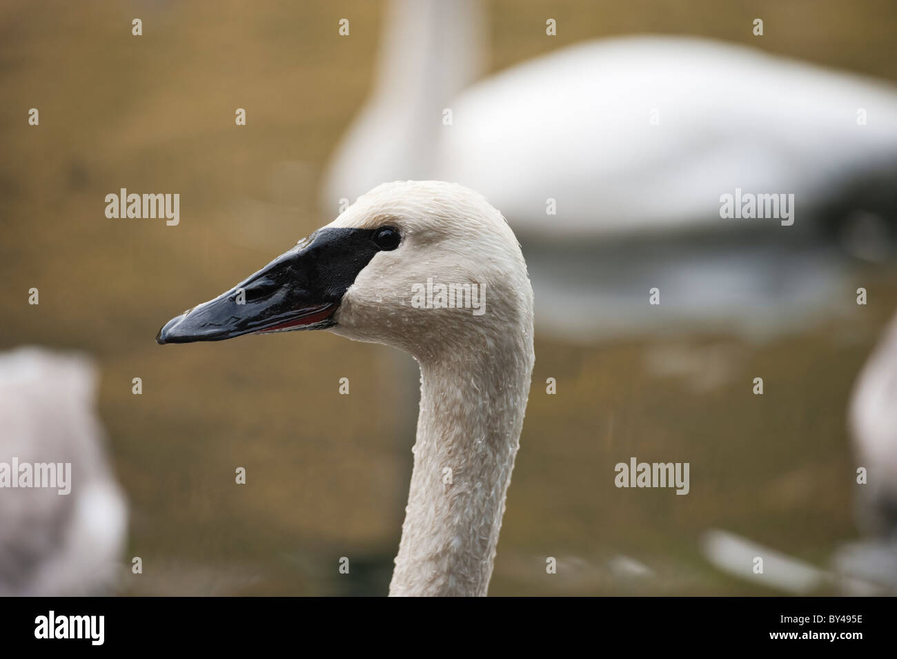 Trumpeter swan svernamento in estuario area di Starrigavan Creek in Sitka, Alaska Foto Stock