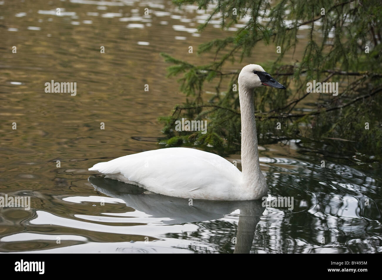 Trumpeter swan svernamento in estuario area di Starriganvan Creek in Sitka, Alaska Foto Stock