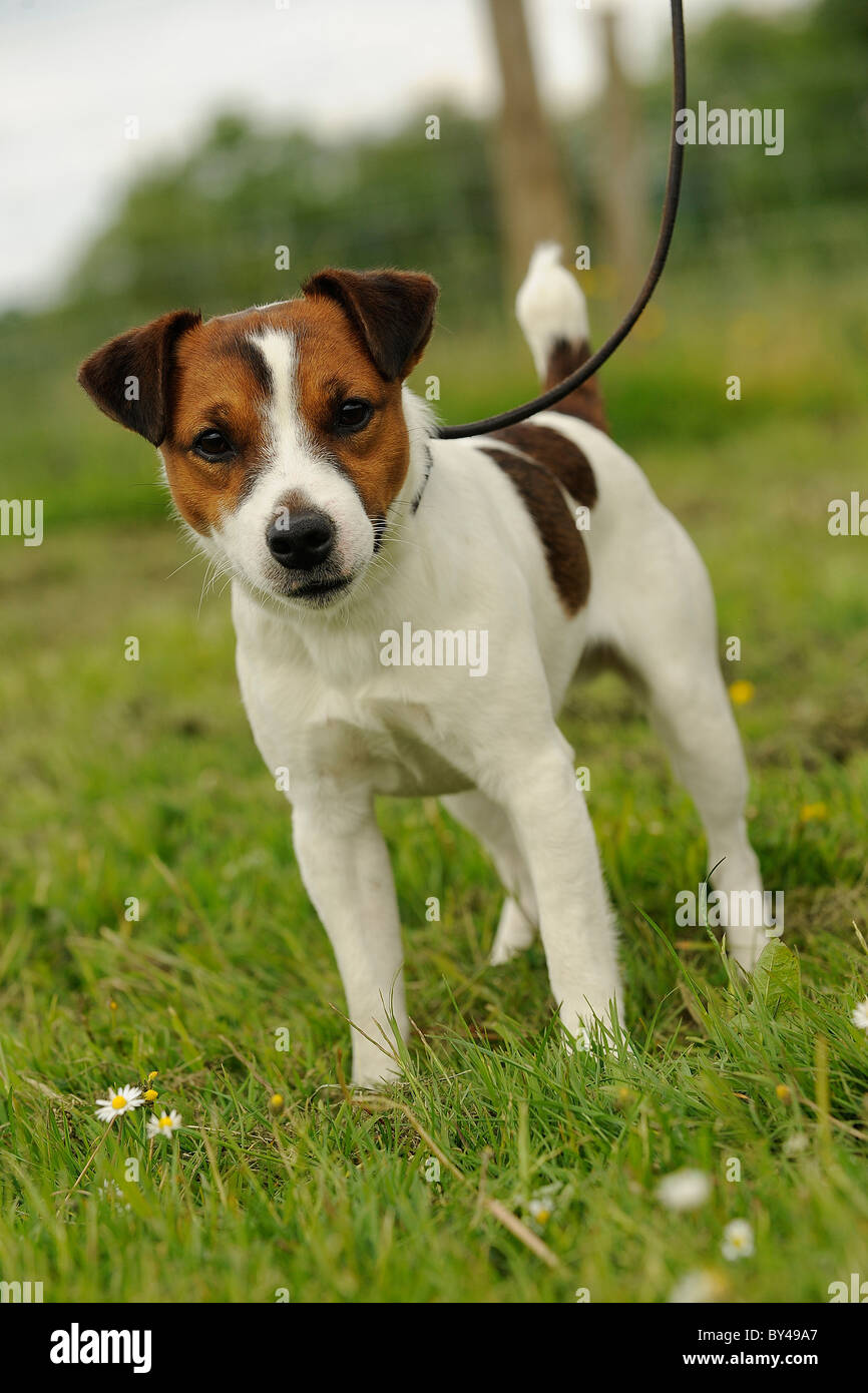 Alert jack russell terrier cane al guinzaglio Foto Stock
