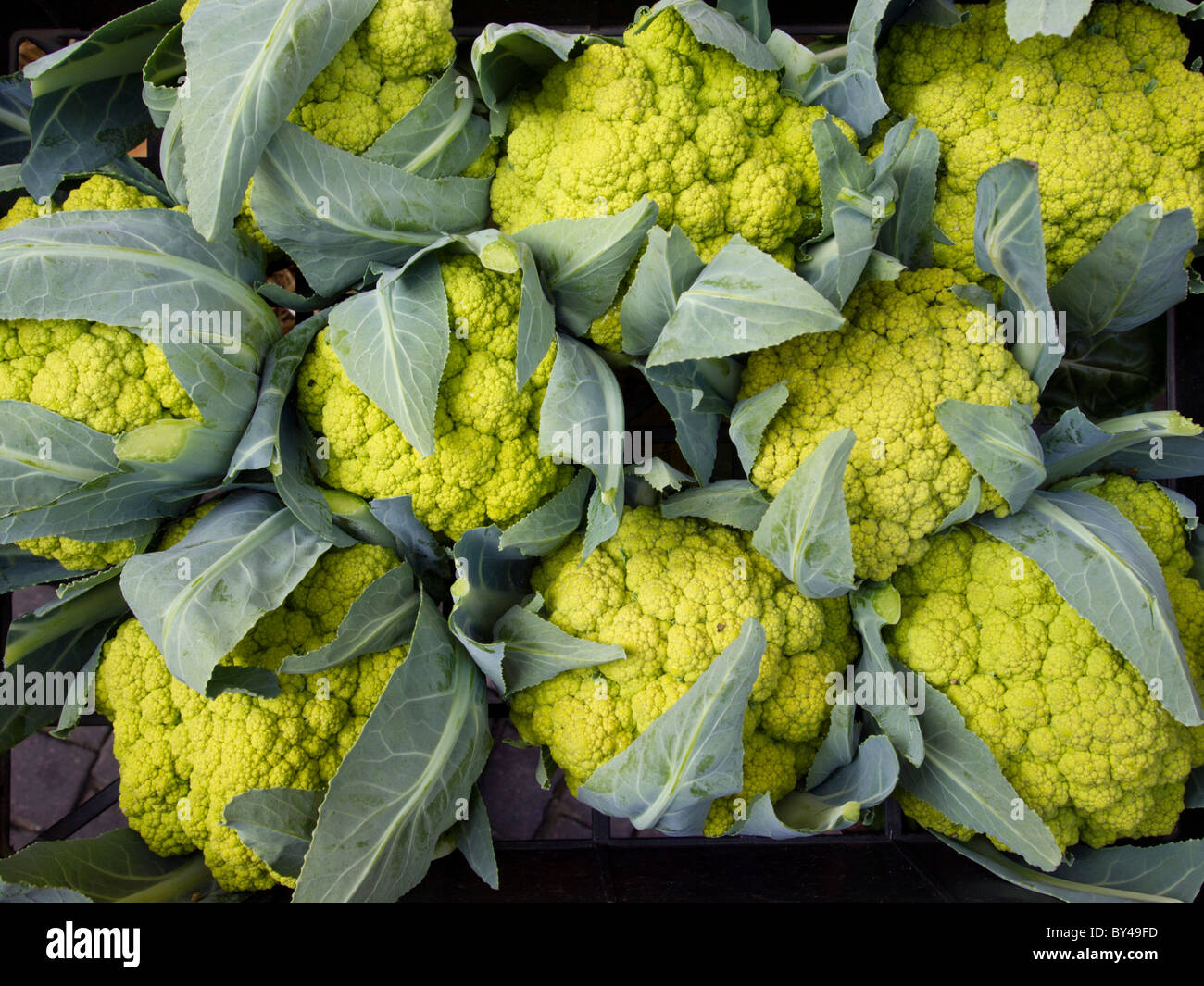 Cavolfiore verde nel mercato, Cuneo, Italia Foto Stock