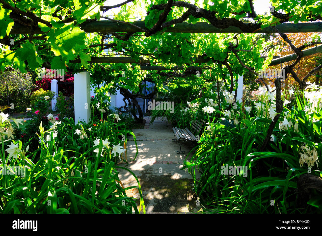 Vitigno coperto giardino fiorito. Prince Albert, Sud Africa. Foto Stock